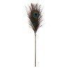 Plunksnų botagas „Dona Peacock“ - Taboom