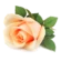 Rožė