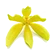 Ylang-Ylang